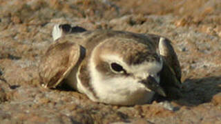 Kentish Plover