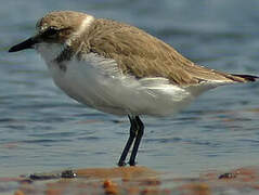 Kentish Plover