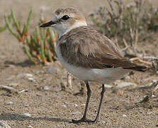 Kentish Plover