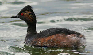 Black-necked Grebe