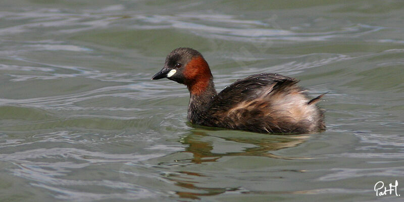 Little Grebeadult breeding, identification