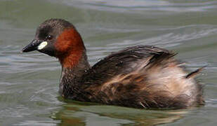 Little Grebe