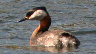 Red-necked Grebe