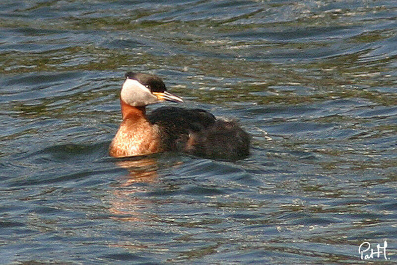 Red-necked Grebe, identification