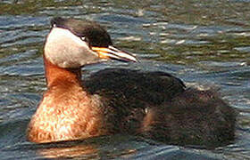 Red-necked Grebe