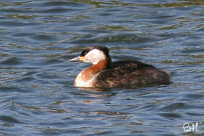 Red-necked Grebe, identification