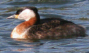 Red-necked Grebe