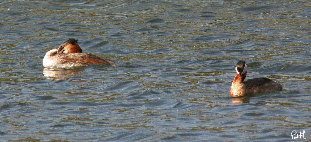 Red-necked Grebe, identification