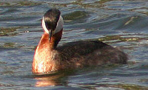 Red-necked Grebe