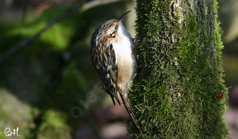 Short-toed Treecreeperadult, identification