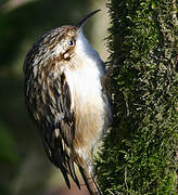 Short-toed Treecreeper