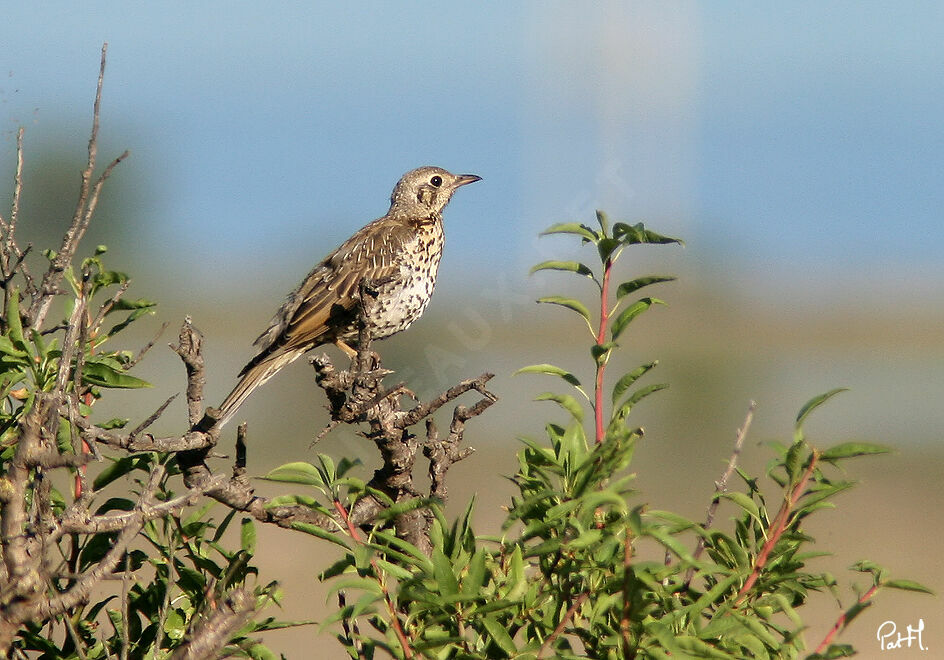 Mistle Thrushjuvenile, identification