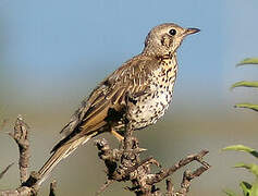 Mistle Thrush