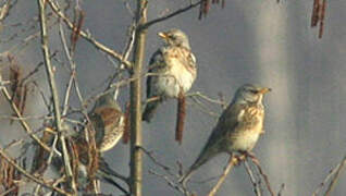 Fieldfare