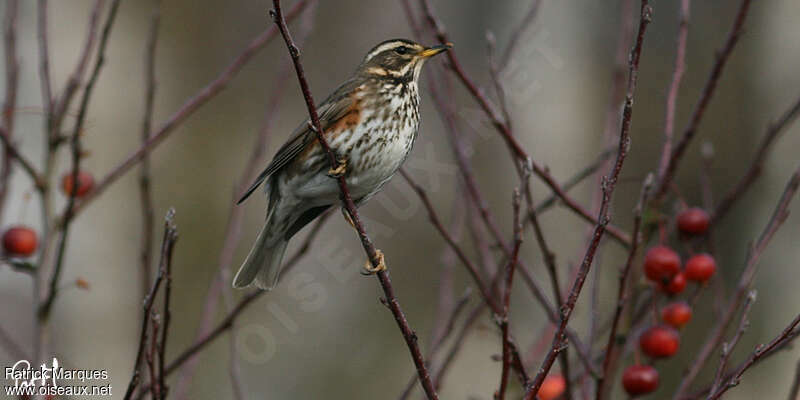 Grive mauvis, identification