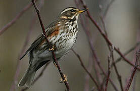 Redwing