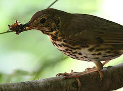 Song Thrush