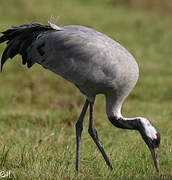 Common Crane