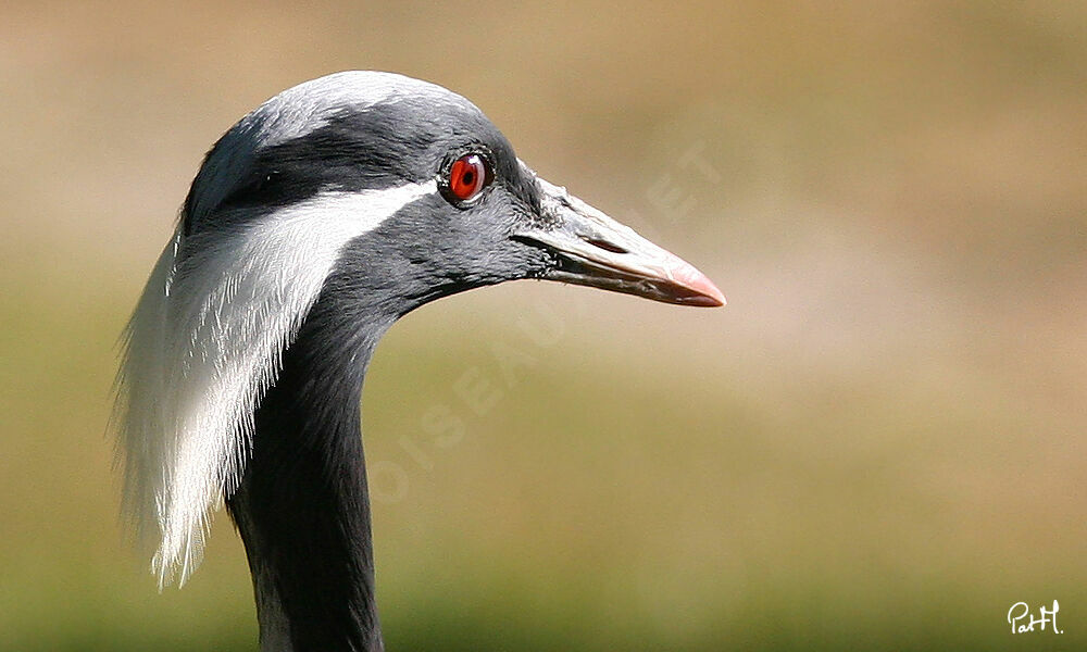 Grue demoiselleadulte, portrait