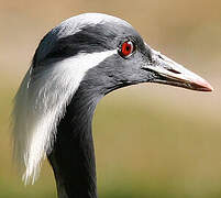 Demoiselle Crane