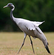 Demoiselle Crane