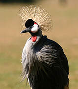 Grey Crowned Crane