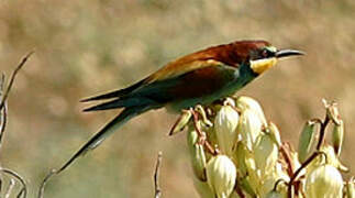 European Bee-eater