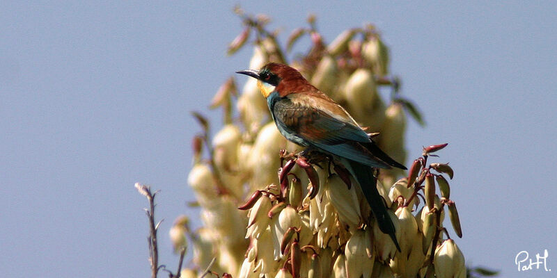 Guêpier d'Europeadulte, identification