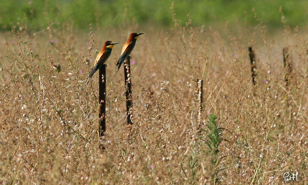 European Bee-eater