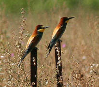 European Bee-eater