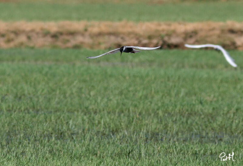 Whiskered Tern, identification