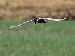 Whiskered Tern