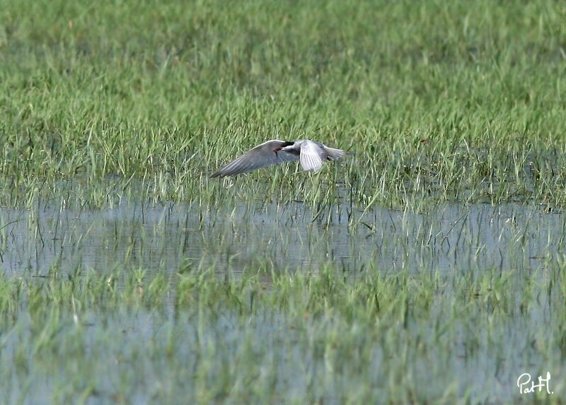 Whiskered Tern, Flight