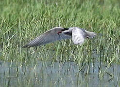 Whiskered Tern