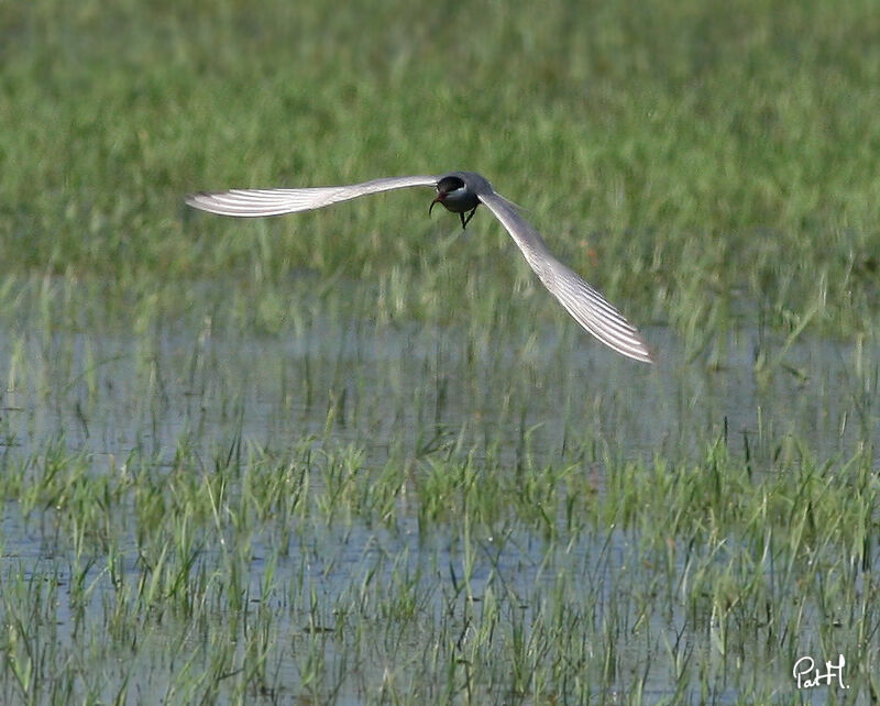 Guifette moustac, identification, Vol, régime