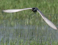 Whiskered Tern