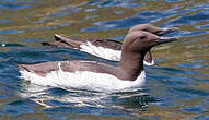 Guillemot de Troïl