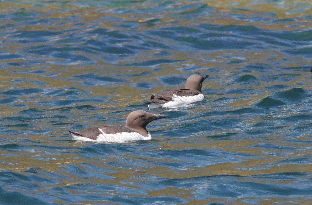 Guillemot de Troïl