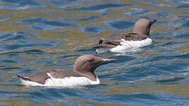 Guillemot de Troïl