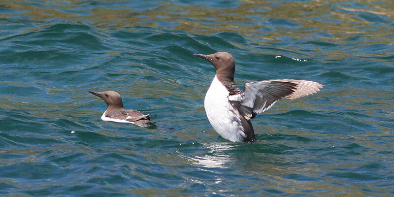 Guillemot de Troïl, identification, Comportement