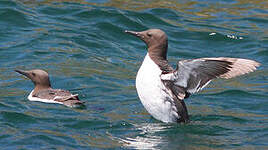 Guillemot de Troïl