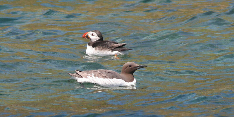 Guillemot de Troïl, identification