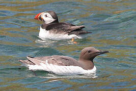 Common Murre