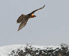 Bearded Vulture