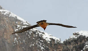 Bearded Vulture