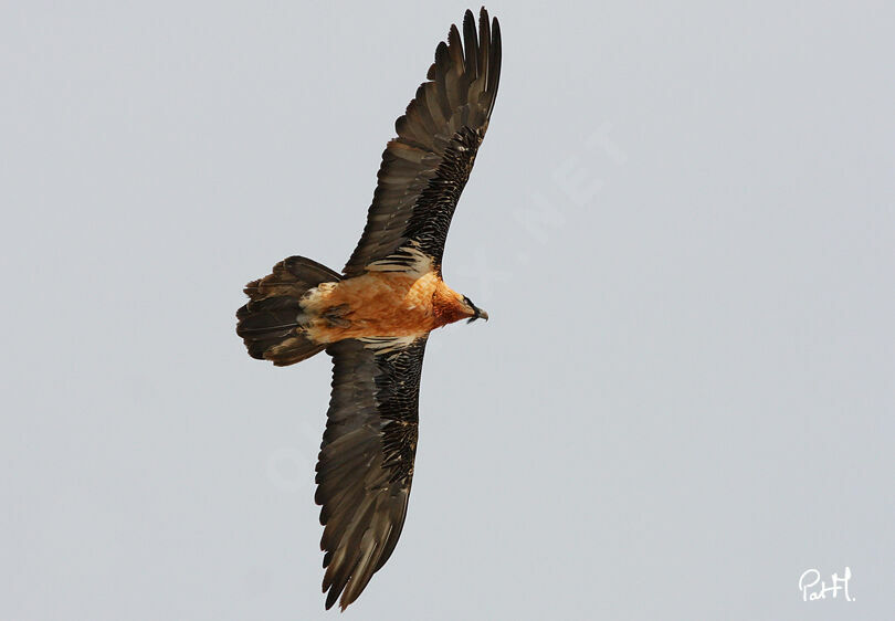 Bearded Vultureadult, Flight