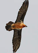 Bearded Vulture