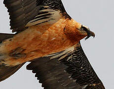 Bearded Vulture