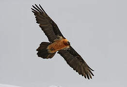 Bearded Vulture