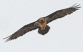 Bearded Vulture